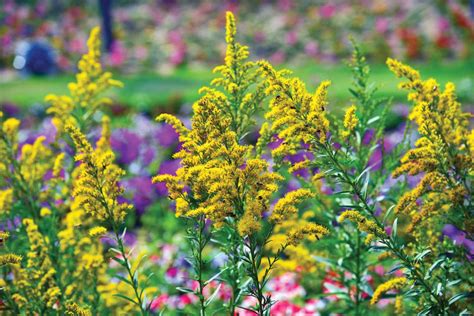 Top 15 Fall Blooming Flowers For A Perennial Garden