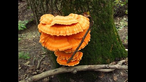 The Mikeology Store On The Hunt For Minnesota Wild Mushrooms 2012 Youtube