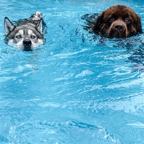 Do Newfoundlands Like Swimming