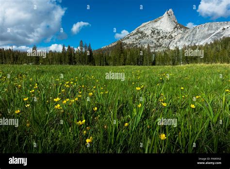 Flowers Of A Mountain Meadow Hi Res Stock Photography And Images Alamy