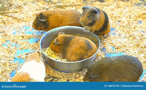 Lovely Guinea Pigs Stock Photo Image Of Cute Nature 148076702