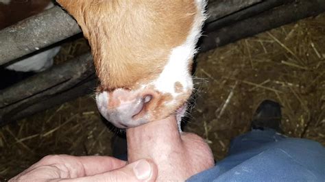 Calf Giving Blow Job Telegraph