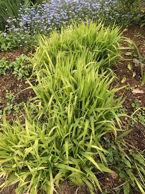 Chasmanthium Latifolium Beth Chatto S Plants Gardens