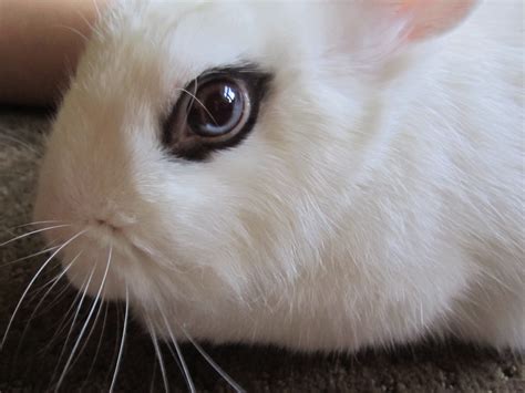 What Is Conjunctivitis In A Rabbit Everything Bunnies