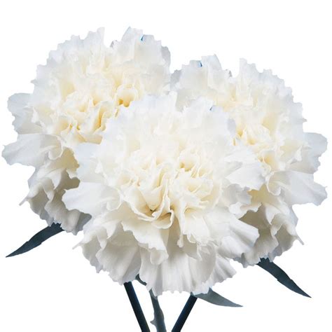 Best White Carnations In 2020 White Carnation Carnations Fresh