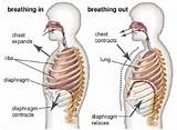 Intercostal Breathing Exercises Photos