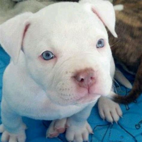 Inlove White Pitbull Puppies Puppies With Blue Eyes Pitbull Puppies
