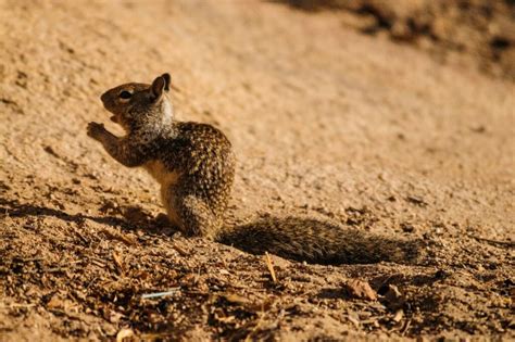 What Do Ground Squirrels Eat Their 5 Favorite Foods Smiths Pest