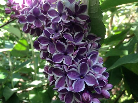 Lilac Alice Eastwood Flowering Shrub For Your Cottage Garden
