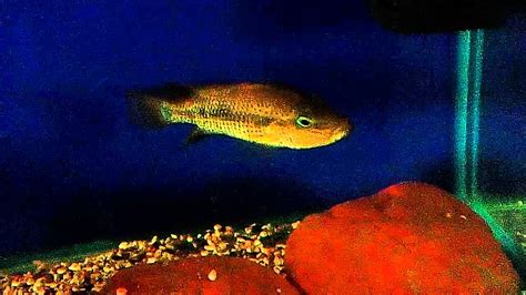 Grammodes Cichlid Youtube