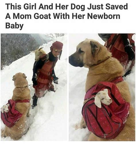 40 Photos With Wholesome Dogs Wholesome Posts