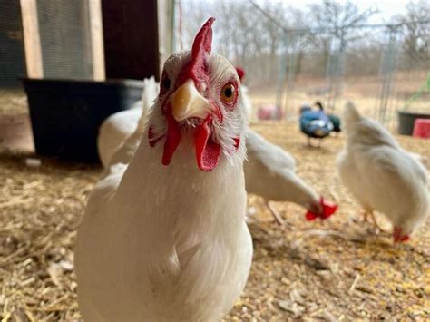 Rhode Island White Chicken Breed Info Where To Buy Chicken And Chicks