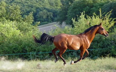 Unduh 88 Gambar Fauna Kuda Keren Hd Pixabay Pro