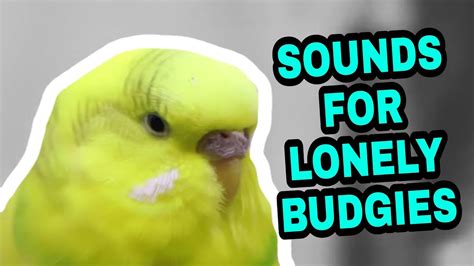 Sounds For Lonely Budgies Youtube