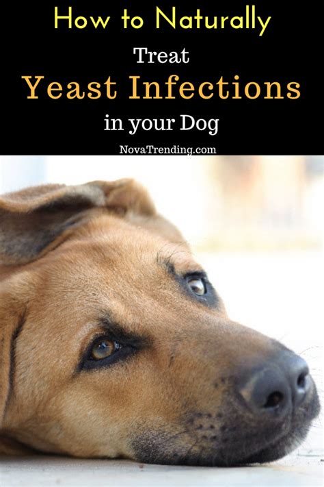 How To Naturally Treat Yeast Infections In Dogs In 2020 Yeast