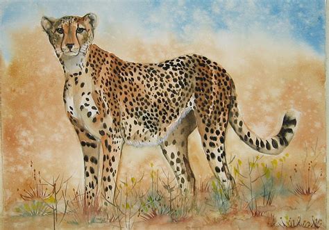 Cheetah Painting By Gina Hall