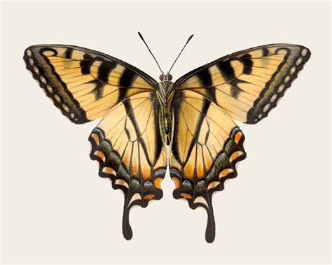 Vintage Illustration Of Butterfly Download Free Vectors Clipart