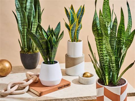 Discover The Benefits Of Snake Plant The Best Indoor Plant That