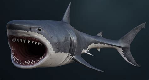 3d Realistic Great White Shark Model White Sharks Great White Shark