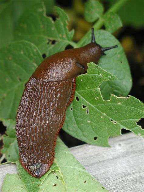 Slinky Slimy Slugs On The Loose And Chomping Through Gardens Plant