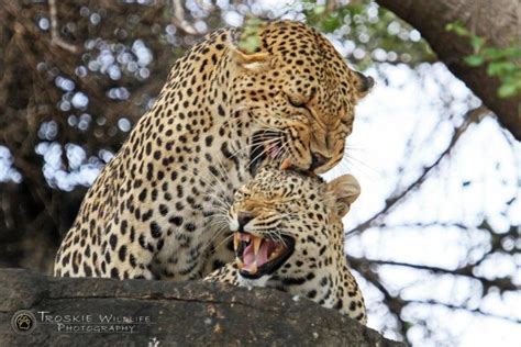 Video Leopards Mating Africa Geographic Leopards African Wildlife