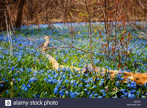 A Carpet Of Early Spring Blue Flowers Glory Of The Snow