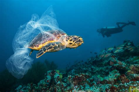 Marine Debris A Threat To All Life On Our Planet — Surge Creative