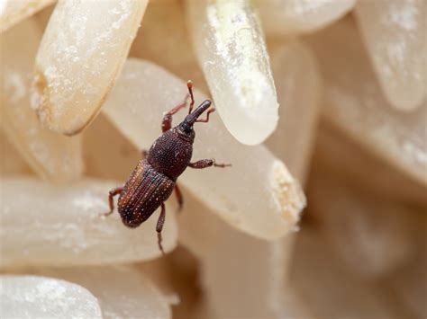 Common House Beetles