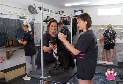 Welcome to posh pets academy bournville. Training Courses | Posh Pets Dog Grooming Courses in Spain