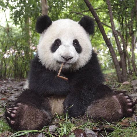 Big Feet And Big Head 😄 Photo By Weibo ©pandapia Panda Bear Giant