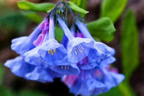 Lets Enjoy The Beauty Blue Bells Flower One Of The Worlds Most