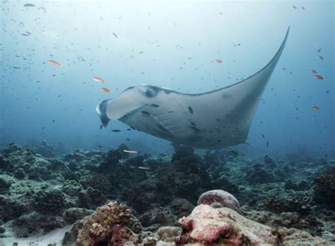 From Bali Swim With Manta Rays In Nusa Penida Balicab Trans