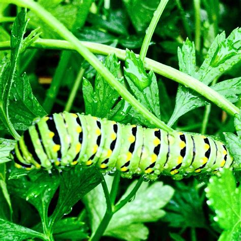 Eastern Black Swallowtail Caterpillar Smithsonian Photo Contest