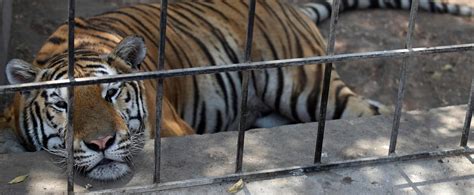 Iraq Animals Suffer From Extreme Heat At Baghdad Zoo Paudal