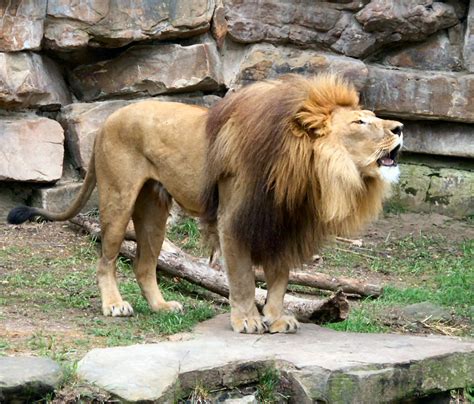 African Lions: WhoZoo