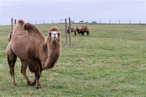 Industry analysts agree in opinion that camel cigarette is one of the most successful launches by rj reynolds ever. The Wilds: An African Safari Experience in Southeast Ohio