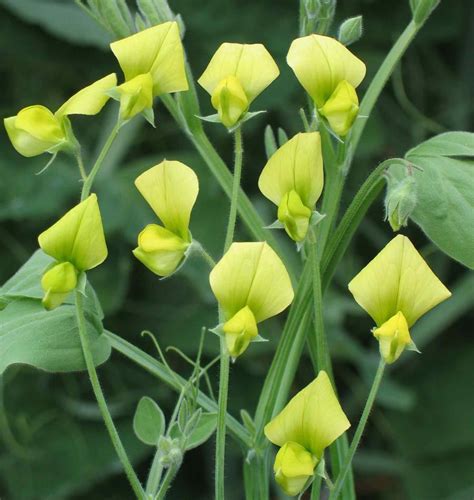 These Yellow Sweet Peas Are So Easy To Grow And While They Have No