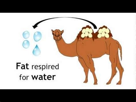 A camel is adapted to survive in the desert due to its humps. Adaptations of Camels | Ecology and Environment | the ...