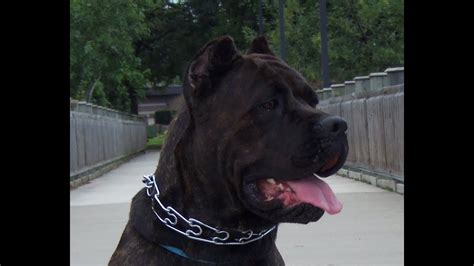 King Corso Cane Corso Black Panther Dog Bleumoonproductions