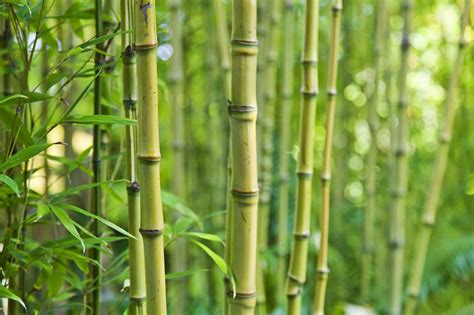 Choisir Son Bambou Gamm Vert