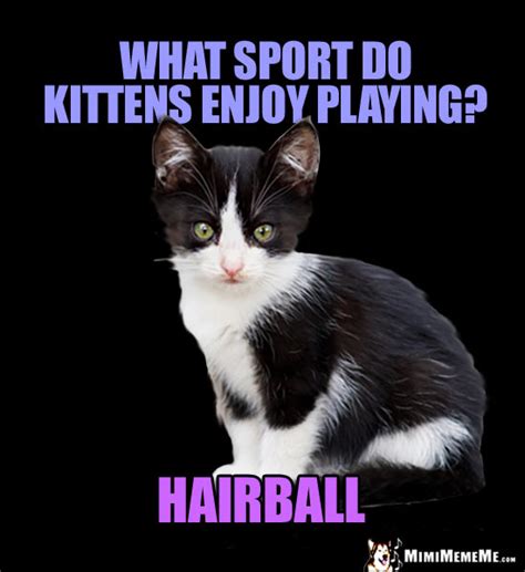 Legit.ng news ★ these ⭐cat puns⭐, jokes, and quotes are exactly what you need to brighten your mood. Kitten Jokes, Little Kitty Riddles, Funny Baby Cat Memes ...