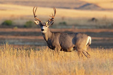 Mule Deer Buck Standing Proud At Sunrise Photograph By Tony Hake Pixels