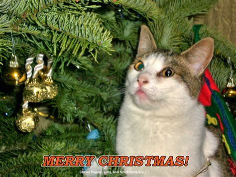 Merry Christmas Cat