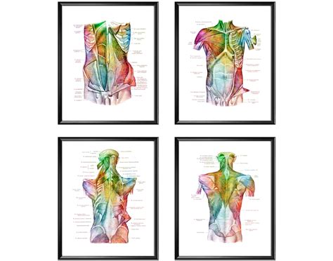 Human Muscular System Art Watercolor Torso Art Muscles And Ligaments