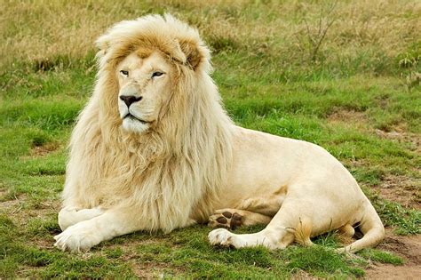White Lion Conservation The Great Projects