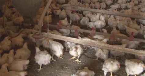 Man Arrested Suspected Of Killing 300000 Chickens