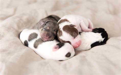 How To Take Care Of Newborn Puppies