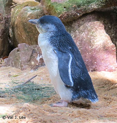 Little Blue Penguins Birds Through Val Lees Looking Glass
