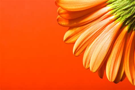 Beautiful Orange Flower Design Download Powerpoint Backgrounds Ppt