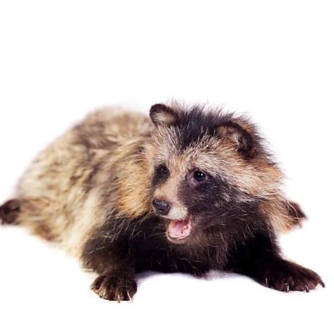 Raccoon Dogs As Pets Guidelines And General Tips